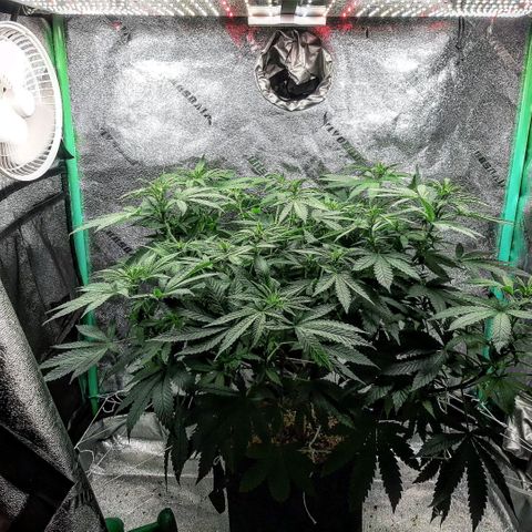 Chocolate Fire #2 growlog timeline photo