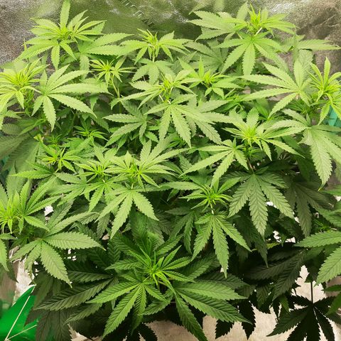 Chocolate Fire #2 growlog timeline photo