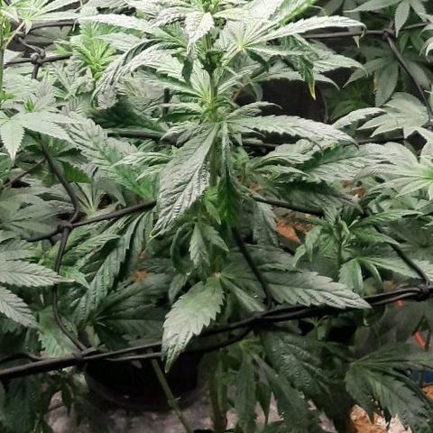 Krillans Kush  growlog timeline photo