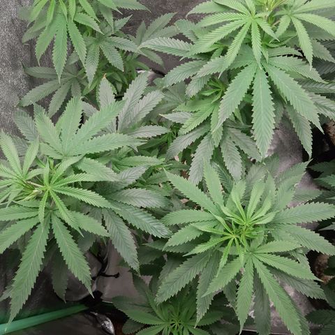 Pupil King #2 growlog timeline photo