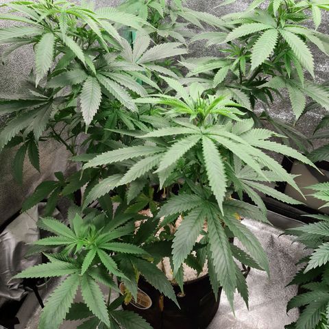Pupil King #2 growlog timeline photo