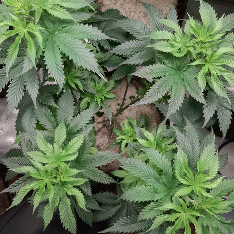 Star Pupil x Vanilla Sunbreath  growlog timeline photo
