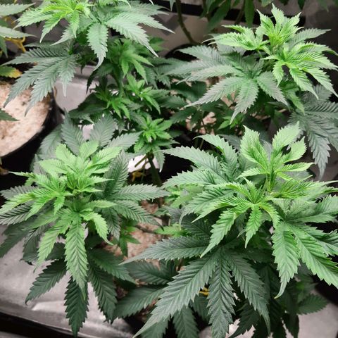 Star Pupil x Vanilla Sunbreath  growlog timeline photo