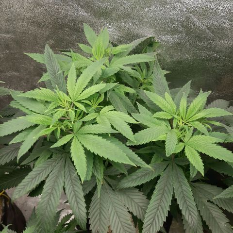 Chocolate Fire growlog timeline photo