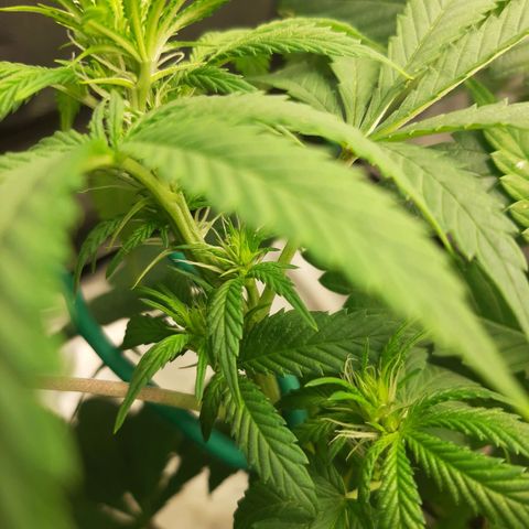 Chocolate Fire #2 growlog timeline photo