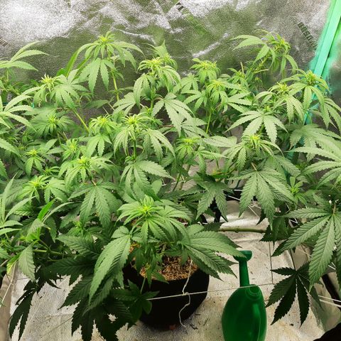 Chocolate Fire #2 growlog timeline photo