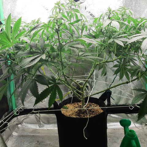 Chocolate Fire #2 growlog timeline photo