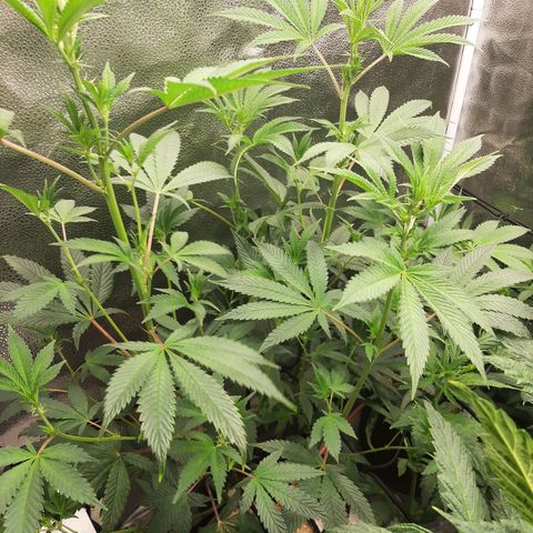 Pink Jelly growlog timeline photo