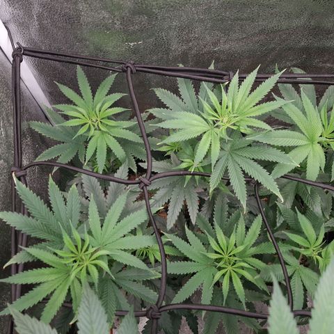 Black Queen Cookies growlog timeline photo