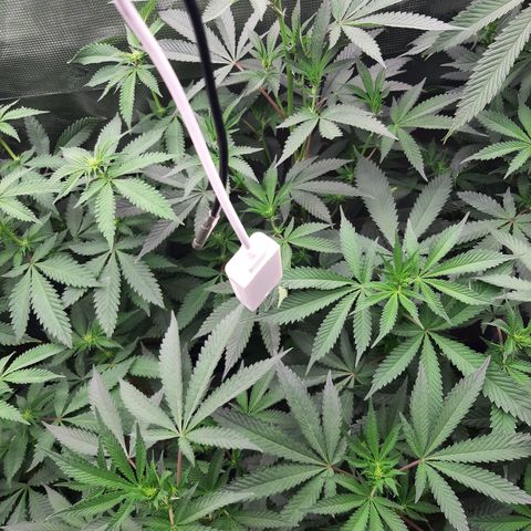 Deleted Scene growlog timeline photo