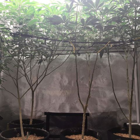 Deleted Scene growlog timeline photo