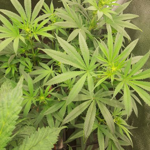 Tony Profit f3 (4) growlog timeline photo