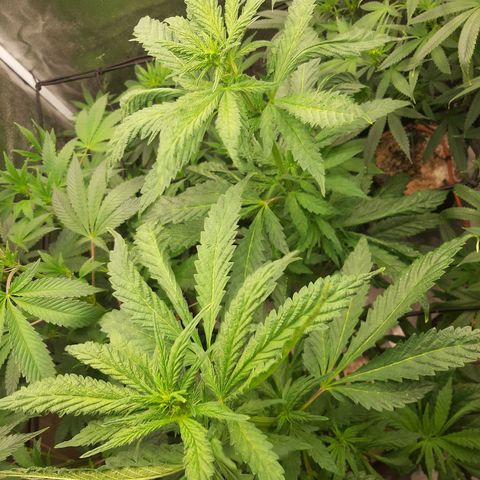 Krillans Kush  growlog timeline photo