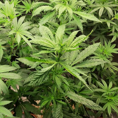 Krillans Kush  growlog timeline photo
