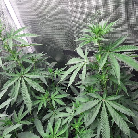 Pupil King growlog timeline photo