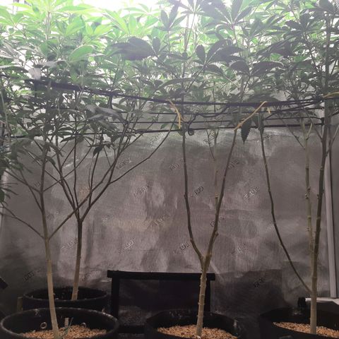 Pupil King growlog timeline photo