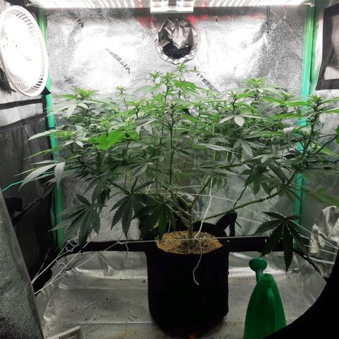 Chocolate Fire #2 growlog timeline photo
