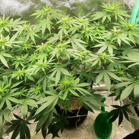 Chocolate Fire #2 growlog timeline photo