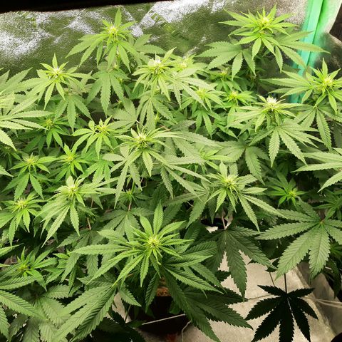 Chocolate Fire #2 growlog timeline photo