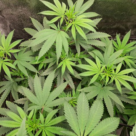 Black Queen Cookies growlog timeline photo