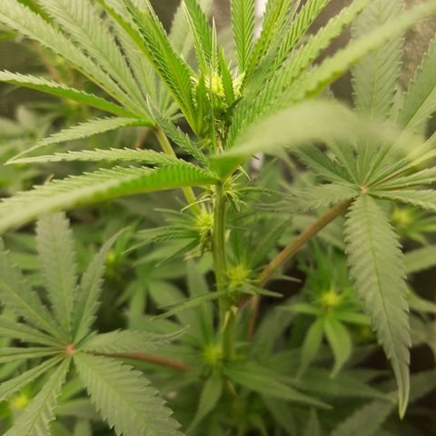Tony Profit f3 (4) growlog timeline photo