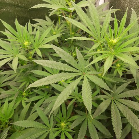 Tony Profit f3 (4) growlog timeline photo