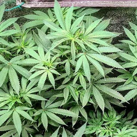 Pupil King #2 growlog timeline photo