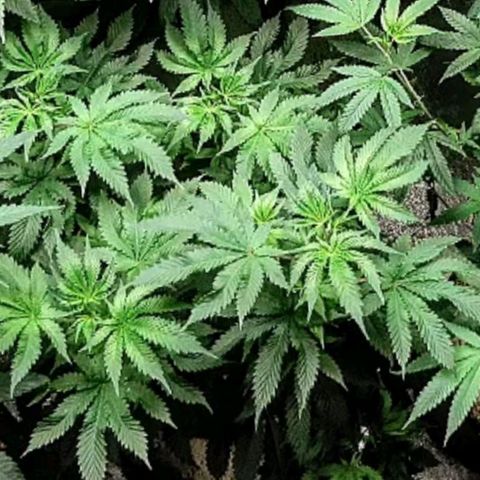 Star Pupil x Vanilla Sunbreath  growlog timeline photo