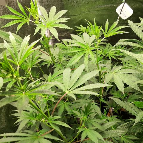 Pink Jelly growlog timeline photo