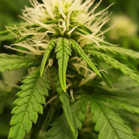 Chocolate Fire #2 growlog timeline photo