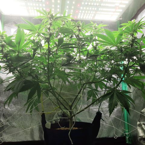 Chocolate Fire #2 growlog timeline photo