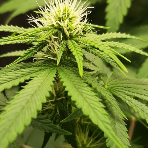 Chocolate Fire #2 growlog timeline photo