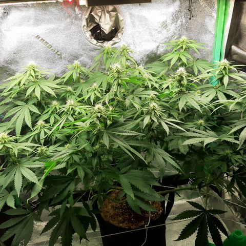 Chocolate Fire #2 growlog timeline photo