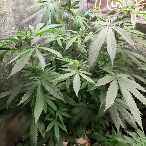 Pupil King #2 growlog timeline photo