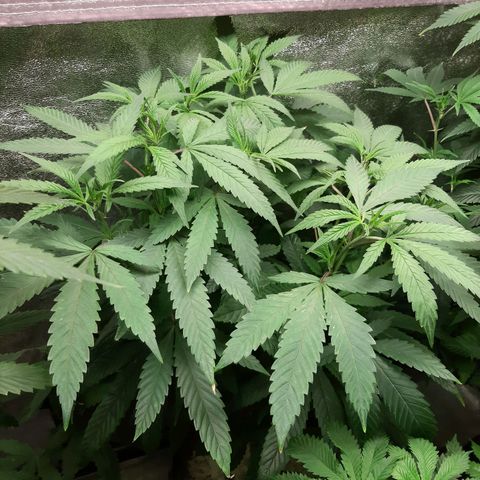 Chocolate Fire growlog timeline photo