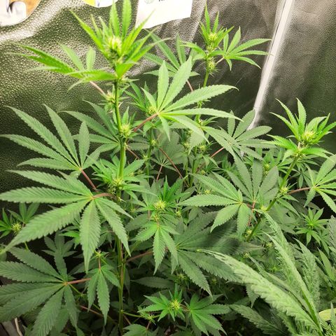 Pink Jelly growlog timeline photo