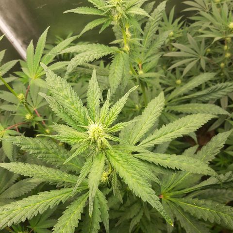 Krillans Kush  growlog timeline photo
