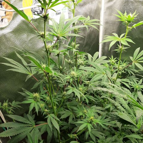 Pink Jelly growlog timeline photo