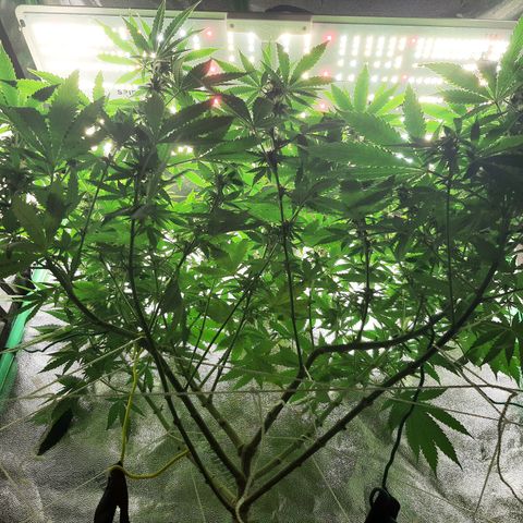Chocolate Fire #2 growlog timeline photo