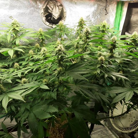 Chocolate Fire #2 growlog timeline photo