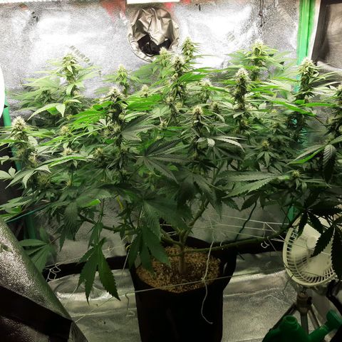 Chocolate Fire #2 growlog timeline photo