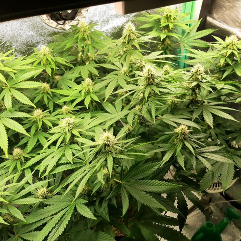 Chocolate Fire #2 growlog timeline photo
