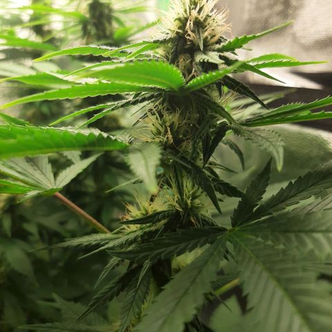 Chocolate Fire #2 growlog timeline photo