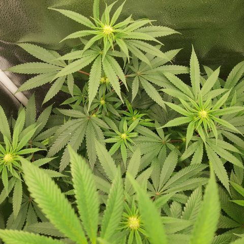 Black Queen Cookies growlog timeline photo