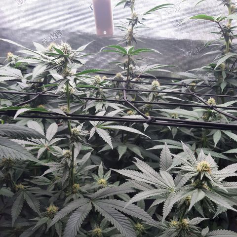 Deleted Scene growlog timeline photo