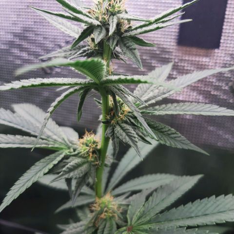 Deleted Scene growlog timeline photo