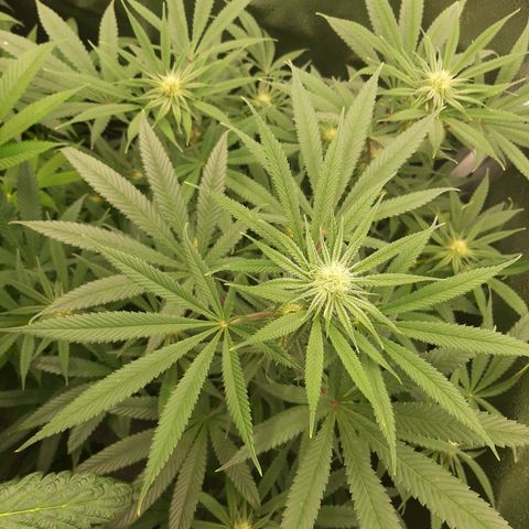 Tony Profit f3 (4) growlog timeline photo