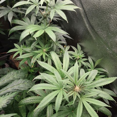 Tony Profit f3 (4) growlog timeline photo