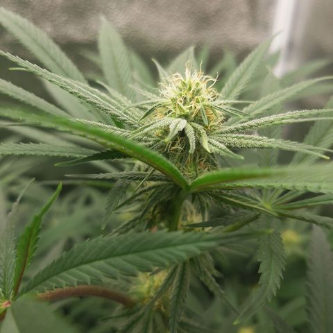 Tony Profit f3 (4) growlog timeline photo
