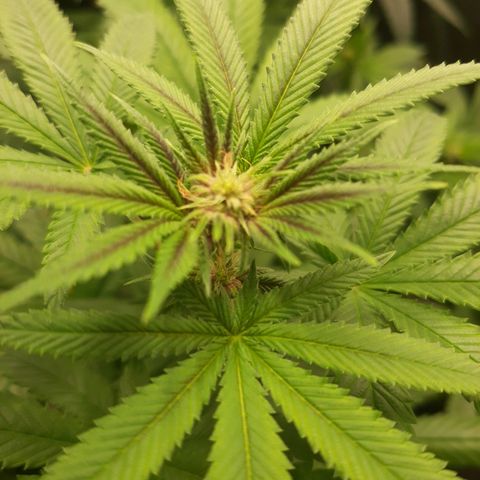 Tony Profit f3 (4) growlog timeline photo